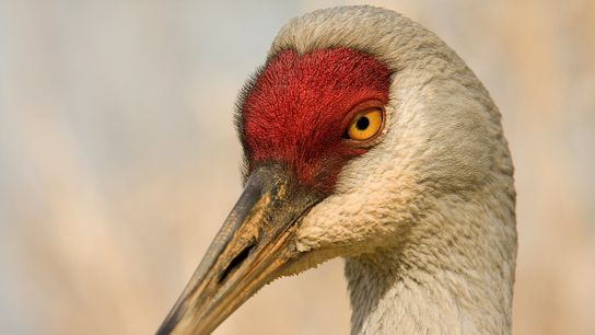 The Surprising Recovery of Once-Rare Birds (news)