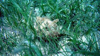 Seashells From Centuries Ago Show That Seagrass Meadows on Florida’s Nature Coast Are Thriving (news). Photo by National Marine Sanctuaries