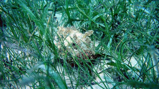 Seashells From Centuries Ago Show That Seagrass Meadows on Florida’s Nature Coast Are Thriving (news)