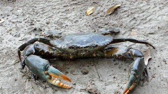 Kenyan Women's Organization Farms Crabs to Protect Creek and Boost Ecotourism. Photo by titi-uu via iNaturalist (CC BY-NC 4.0)