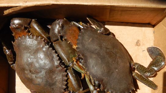 Mud crabs at Wasini, Kenya: At any time, the women in Jomvu rear as many as 60 mud crabs similar to these.