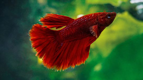 Time to Confront the Aquarium Trade’s ‘Gray Areas’ (news)