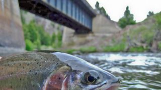 FWP Launching Cutthroat Trout Conservation Project in Madison River Tributary (news). Photo by Fishinphoto (CC BY-SA 4.0)