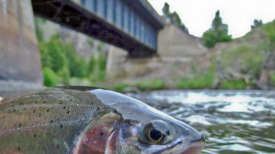 FWP Launching Cutthroat Trout Conservation Project in Madison River Tributary (news)