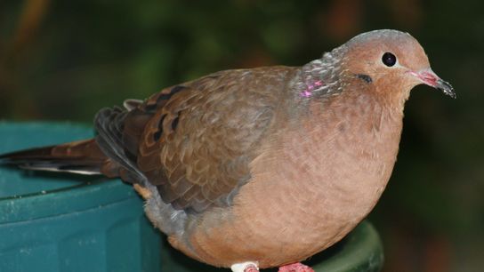 Socorro Doves, Currently Extinct in the Wild, Hatch Eight Chicks at UK Zoo (news)
