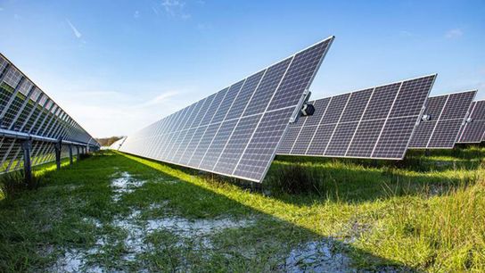 A solar park built on rewetted peatland hosts a more diverse bird community than adjacent drained farmland, new research suggests.