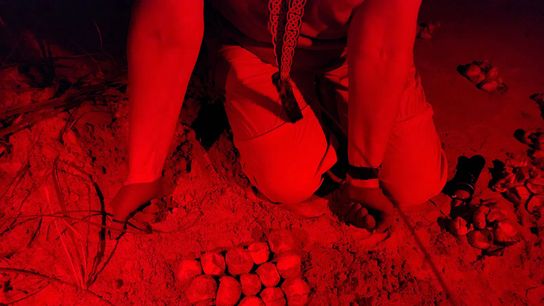 A volunteer with the Caretta Research Project sorts hatched and unhatched sea turtle eggs from a nest on Wassaw Island, Georgia, by the light of a red headlamp. Brighter, white light can confuse nesting turtles and hatchlings on their way to the ocean.