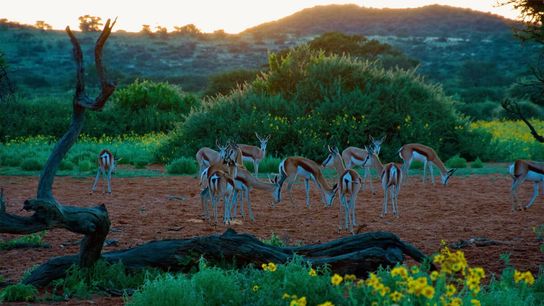Springbok (Antidorcas marsupialis) on an early Tswalu morning.