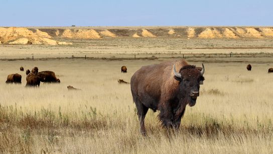 Mixed and shortgrass prairie on the Smoky Valley Ranch changes color in the fall. Chalky outcroppings in the soil prevented the conversion to row crop agriculture.