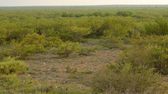 The Rio Grande Valley Was Once Covered in Forest. One Man Is Trying to Bring It Back. (news)