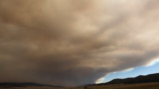 A ‘Reforestation Pipeline’ in New Mexico Trains Seedlings to Survive in Burn Scars (news). Photo by Wikimedia Commons (CC BY 4.0)