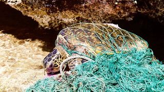 New Light-Up Buoys Help Sea Turtles Avoid Getting Caught in Fishing Nets (news)