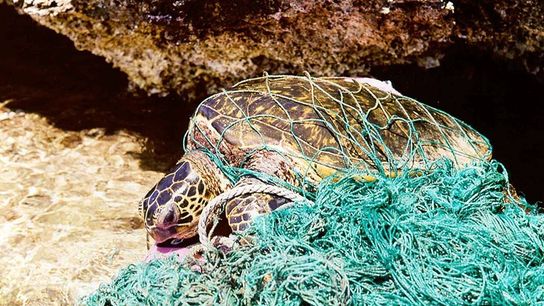 New Light-Up Buoys Help Sea Turtles Avoid Getting Caught in Fishing Nets (news)