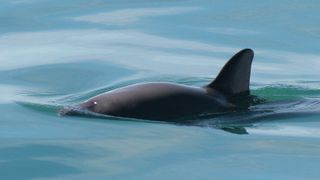 Rare Sightings of Critically Endangered Vaquita Spark Cautious Optimism About the Species’ Ability to Recover (news)