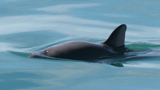 Rare Sightings of Critically Endangered Vaquita Spark Cautious Optimism About the Species’ Ability to Recover (news)