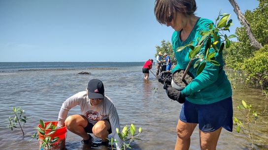 Volunteers plant mangroves.