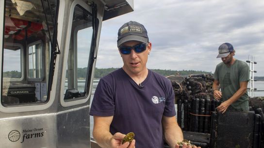 Maine Ocean Farms owner Willy Leathers (left) handles what he calls “product”: three year old oysters ready for market. Fellow farmer and co-founder Eric Oransky (right) prepares to sort the mesh bag cages where the oysters grow.