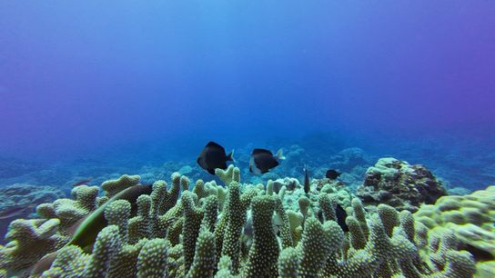 Yellowtail dascyllus swimming over coral, Rarotonga, Cook Islands. Yellowtail dascyllus swimming over coral, Rarotonga, Cook Islands.