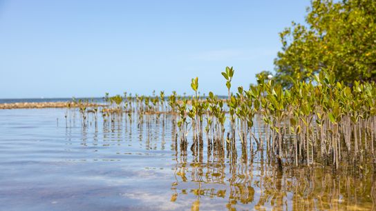 Young mangroves.
