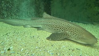 Can an Endangered Shark Be Rewilded? Indonesian Conservationists Say Yes. (news). Photo by FFelxii via Wikimedia Commons (CC BY-SA 4.0)