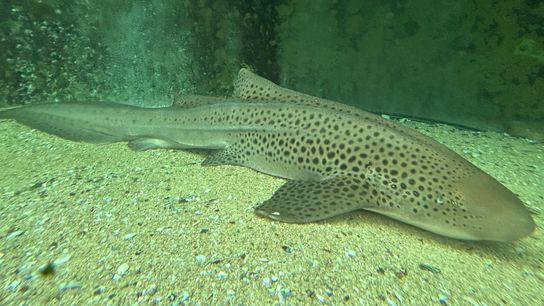 Can an Endangered Shark Be Rewilded? Indonesian Conservationists Say Yes. (news)